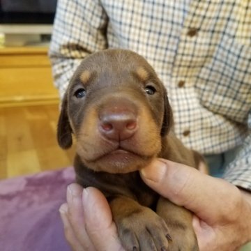 ドーベルマン【大分県・男の子・2019年2月21日・チョコレートタン】の写真「おっとりタイプの子犬」