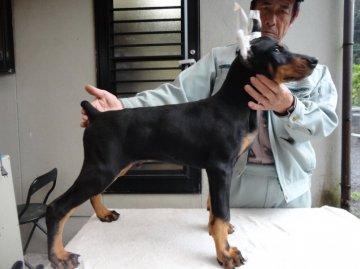 ドーベルマン【大分県・男の子・2016年2月14日・ブラックタン】の写真「断耳済みの子犬」