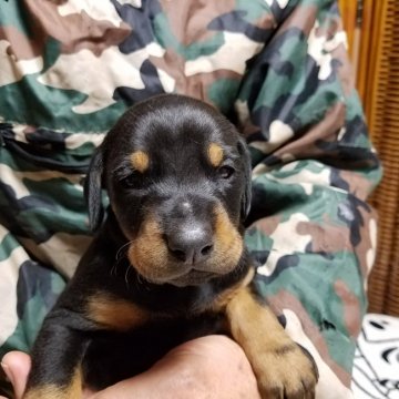 ドーベルマン【大分県・男の子・2019年1月3日・ブラックタン】の写真「チャンピオン直仔の良血統の子犬」