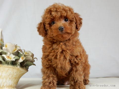 トイプードルの子犬をお迎えいただいたお客様の声 口コミ 評判 全14 295件中 10 981 11 010件目を表示 みんなのブリーダー みんなのブリーダー