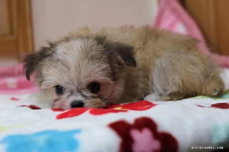 のん 様のお迎えした子犬