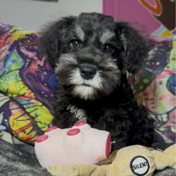 ミニチュアシュナウザー【群馬県・男の子・2025年6月24日・ブラック&シルバー】の写真「お散歩デビューすぐ可!可愛い男の子🤎🤎🤎」