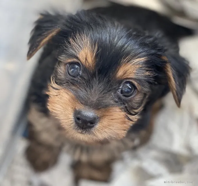 さひろん 様のお迎えした子犬