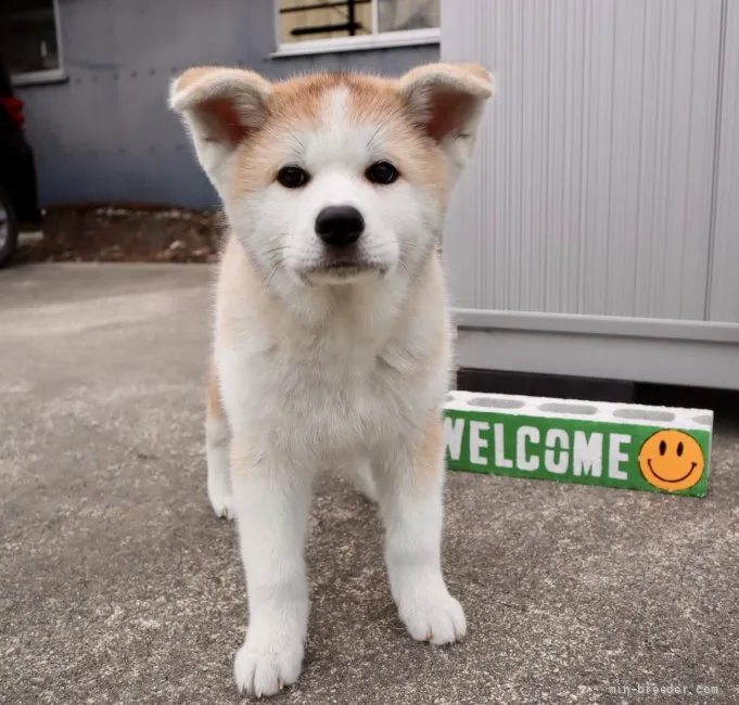 まいまい 様のお迎えした子犬