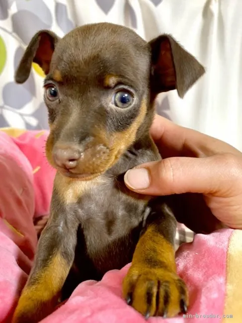 ID：2011-01884の子犬
