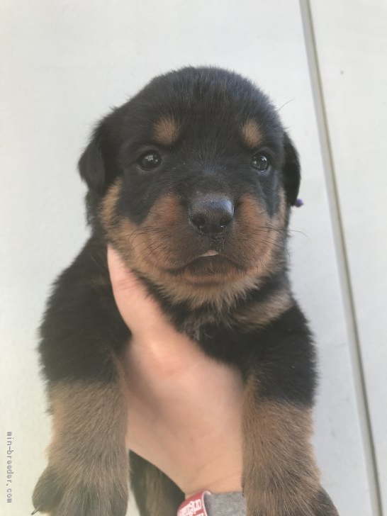 ロットワイラーの子犬をお迎えいただいたお客様の声 口コミ 評判 群馬県 みんなのブリーダー