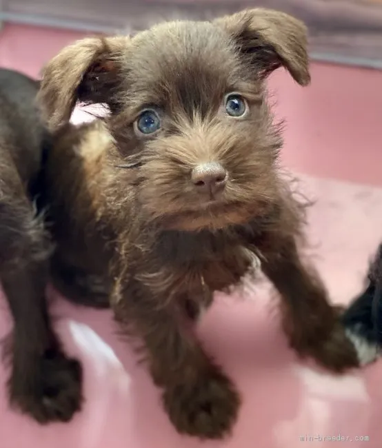 キムちゃん 様のお迎えした子犬