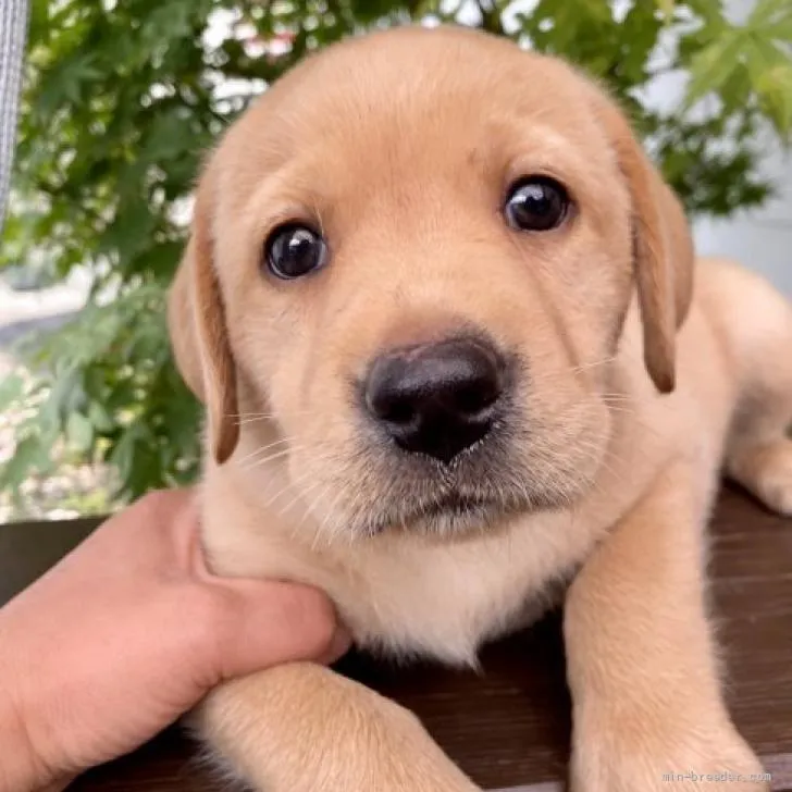 K.N 様のお迎えした子犬