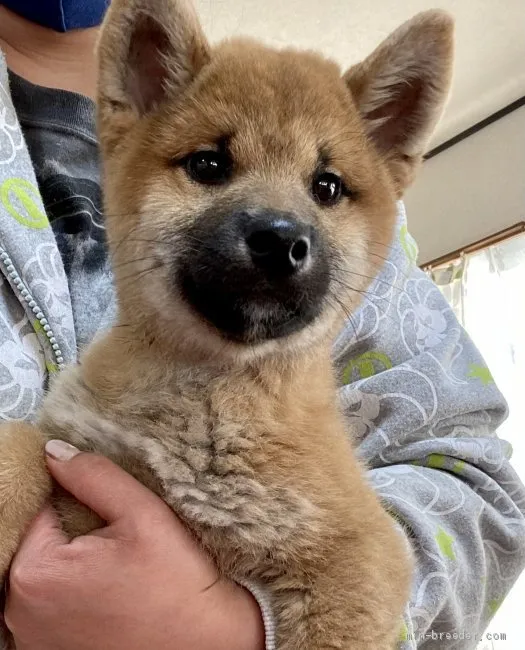 のこのこ 様のお迎えした子犬