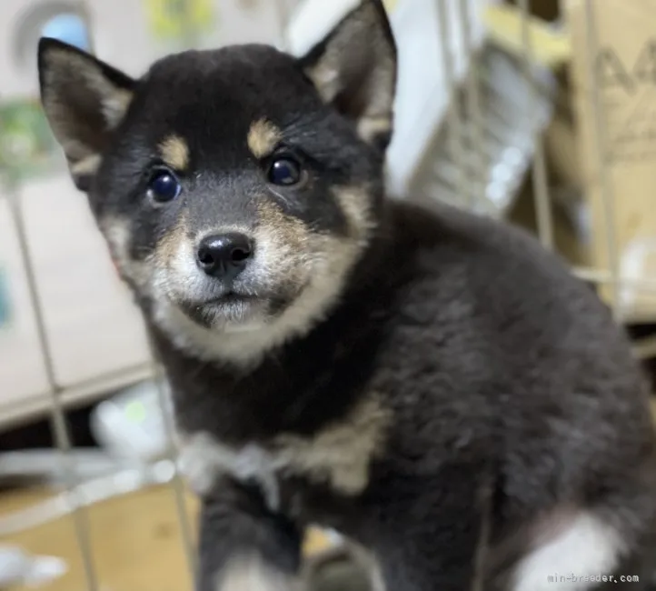 柴犬(標準サイズ)【群馬県・男の子・2021年8月10日・黒】の写真1「10/7撮影」