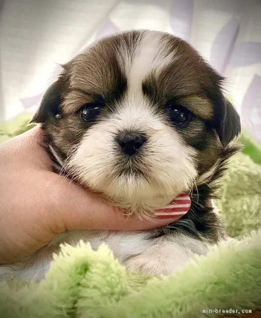 坊屋 様のお迎えした子犬