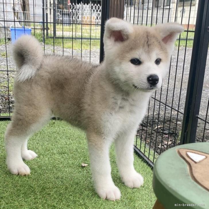 秋田犬 群馬県 男の子 22年6月6日 赤 もふもふノソノソなアキタくん みんなのブリーダー 子犬id 28