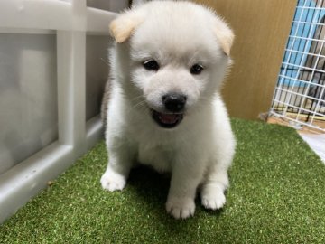 柴犬(標準サイズ)【群馬県・男の子・2021年6月15日・白】の写真「両親豆柴認定犬！遺伝子検査両親クリア」