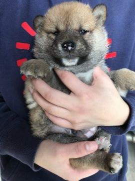 柴犬(豆柴)【群馬県・男の子・2019年12月31日・赤】の写真「たぬき顔＆モフモフ❤️両親遺伝子検査クリア」