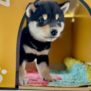 柴犬(標準サイズ)【群馬県・男の子・2020年8月25日・黒】の写真「父犬遺伝子検査クリア」