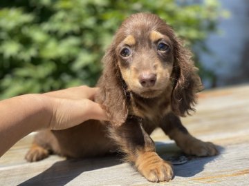 ミニチュアダックスフンド(ロング)【群馬県・男の子・2021年6月13日・チョコタン】の写真「綺麗なチョコタンです✨」