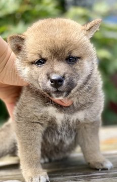 柴犬(豆柴)【群馬県・女の子・2021年7月10日・赤】の写真「両親豆柴認定犬❤️小ぶりな柴犬です！」