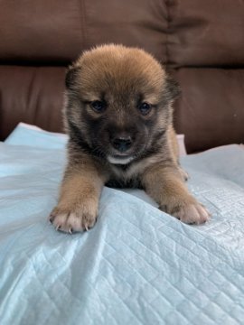 柴犬(豆柴)【群馬県・女の子・2019年7月9日・赤】の写真「お父さん遺伝子検査クリア」