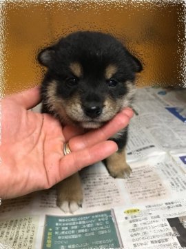 柴犬(豆柴)【群馬県・男の子・2019年6月25日・黒】の写真「父犬遺伝子検査クリア」