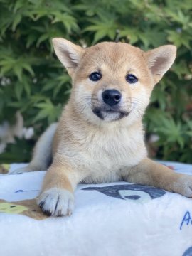 柴犬(標準サイズ)【群馬県・女の子・2021年8月10日・赤】の写真「性格のいい女の子❤️」