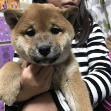 柴犬(標準サイズ)【群馬県・女の子・2019年10月28日・赤】の写真「お父さん遺伝子検査クリア」