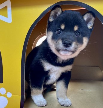 柴犬(豆柴)【群馬県・男の子・2020年9月22日・黒】の写真「ローン扱い中！本物の豆柴くんです❤️」