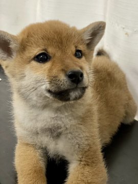 柴犬(豆柴)【群馬県・女の子・2021年9月10日・赤】の写真「とても小さな女の子です❤️純豆柴より小さめです。」