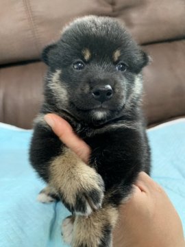 柴犬(豆柴)【群馬県・男の子・2019年7月9日・黒】の写真「お父さん豆柴認定犬🐶遺伝子検査クリア」