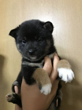 柴犬(標準サイズ)【群馬県・女の子・2019年6月25日・黒】の写真「父犬遺伝子検査クリア」