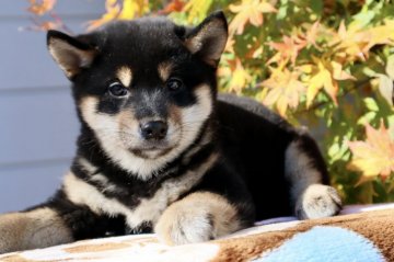 柴犬(標準サイズ)【群馬県・男の子・2021年9月10日・黒】の写真「おとぼけ顔の黒柴くん❤️」