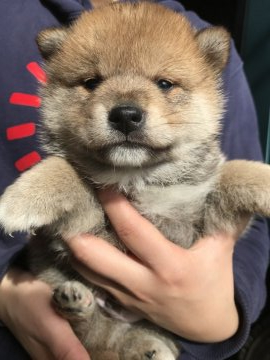 柴犬(豆柴)【群馬県・男の子・2019年12月31日・赤】の写真「両親遺伝子検査クリア」