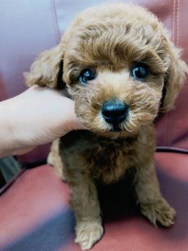 トイプードル(トイ)【群馬県・男の子・2019年5月21日・レッド】の写真「目もクリクリ❤イケメンくん！」