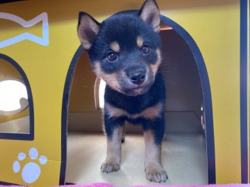 柴犬(標準サイズ)【群馬県・男の子・2020年9月21日・黒】の写真「カッコイイ⭐️イケメン柴くん❤️」