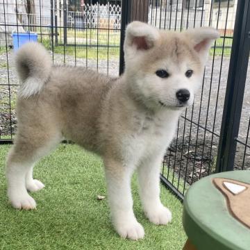 秋田犬【群馬県・男の子・2022年6月6日・赤】の写真「もふもふノソノソなアキタくん💓」