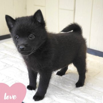 スキッパーキ【茨城県・女の子・2024年9月25日・ブラック】の写真「世界最高の室内番犬👿お転婆娘になるでしょう(笑)」