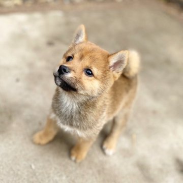 柴犬(豆柴)【茨城県・女の子・2024年11月8日・赤】の写真「極小ママ✖極小パパの極小予想の豆っこです❣️」