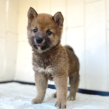 柴犬(豆柴)【茨城県・男の子・2024年11月8日・赤】の写真「極小ママ✖極小パパの極小予想の豆っこです❣️」