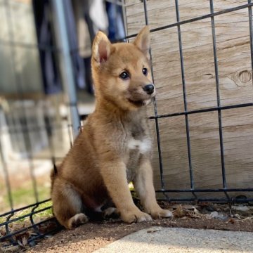 柴犬(豆柴)【茨城県・男の子・2024年11月8日・赤】の写真「極小ママ✖極小パパの極小予想の豆っこです❣️」