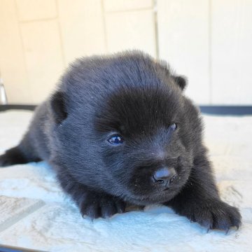 スキッパーキ【茨城県・女の子・2024年11月21日・ブラック】の写真「世界最高の室内番犬👿強盗避けに👿吠えます👿」