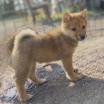 柴犬(豆柴)【茨城県・女の子・2024年11月8日・赤】の写真「極小ママ✖極小パパの極小予想の豆っこです❣️」