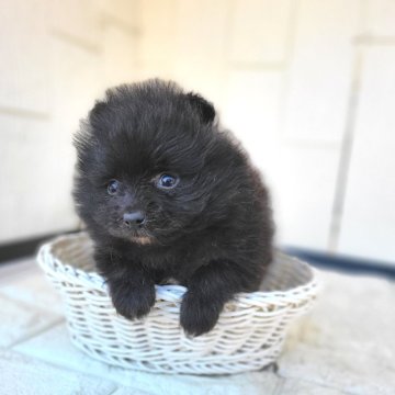 ポメラニアン【茨城県・男の子・2024年12月17日・ブラック】の写真「まんまるプクプク❣️毛量が出て来ました⭐️」