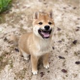 柴犬