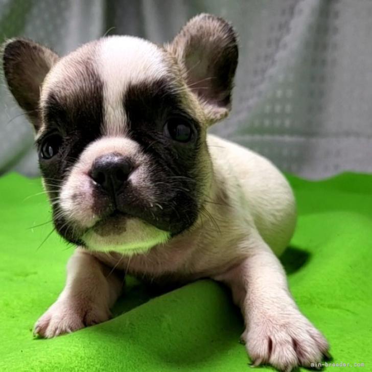 ケイツン 様のお迎えした子犬