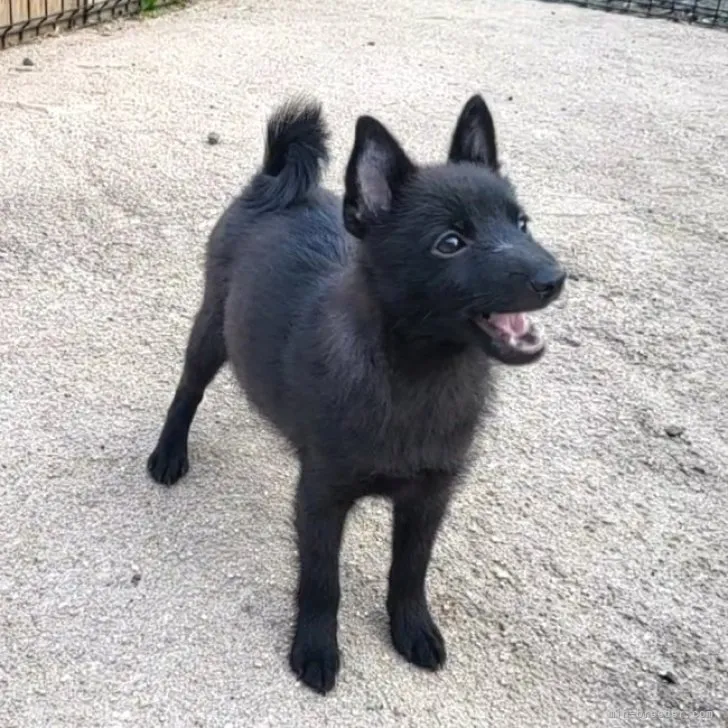 たくみ 様のお迎えした子犬