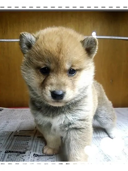 カン太 様のお迎えした子犬