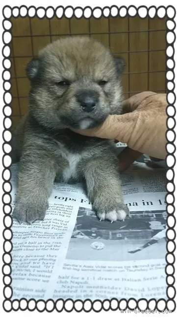 池田さん太 様のお迎えした子犬