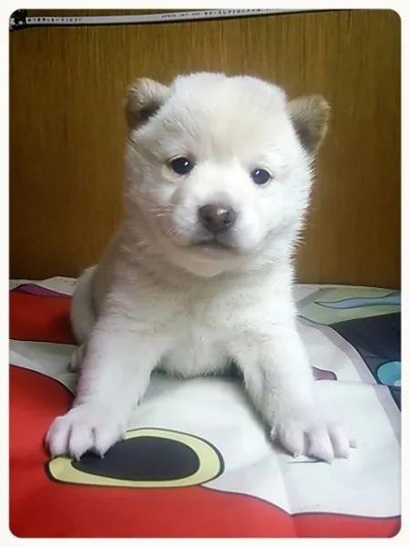 柴犬(標準サイズ)【茨城県・女の子・2015年1月22日・白毛】の写真1