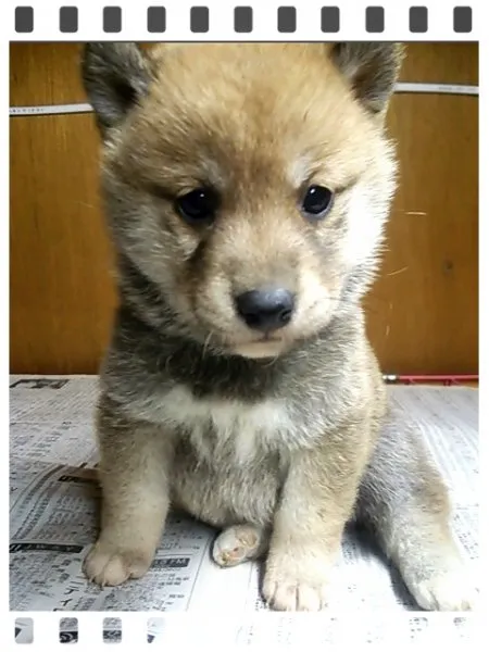 柴犬(標準サイズ)【茨城県・女の子・2014年11月5日・赤毛】の写真1