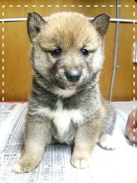 柴犬(標準サイズ)【茨城県・女の子・2014年11月5日・赤毛】の写真1