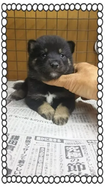 虎徹の相棒 様のお迎えした子犬